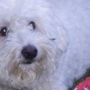 Meet your Posher, Connie